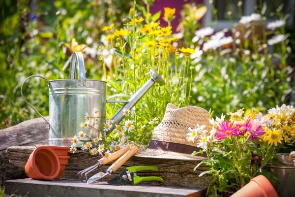 How to Start a Garden