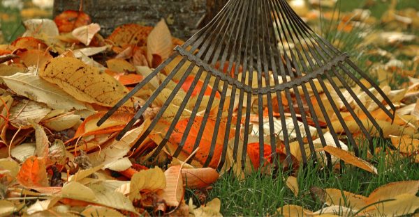 Fall Gardening Tips from the Dallas Arboretum