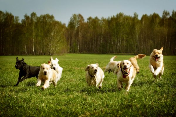 5 Free Things to Enjoy with Your Family in Frisco