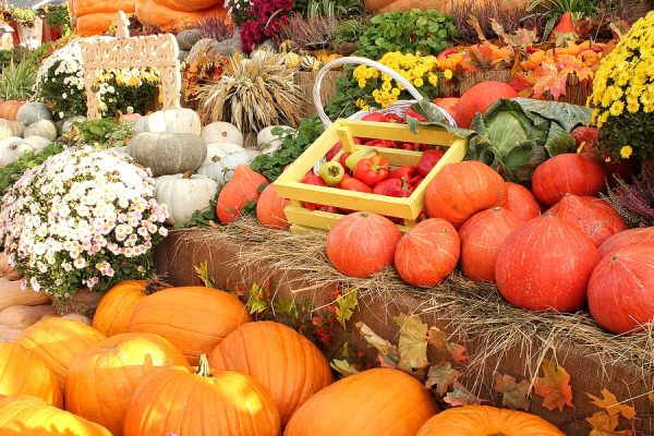 Taste of Fall Farmers & Craft Market Opening in Rowlett
